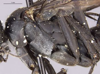 Media type: image;   Entomology 17113 Aspect: thorax lateral